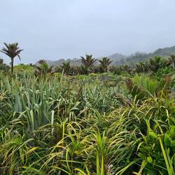 Nikau-Palme im Nordweschte vo de Südinsle.