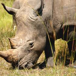 Breitmaulnashorn 🦏