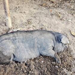 Ich bin gleich müde wie das Schwein