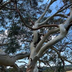 Wieder ein Knuddelbär