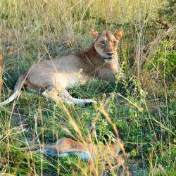 Löwin mit erlegtem Oribi