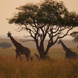 Abendstimmung im Murchison Falls Nationalpark