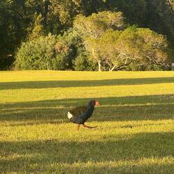 Takahe am Zelt