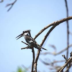 Graufischer (Eisvogel)