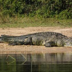 Schnappi, das Nilkrokodil 🐊