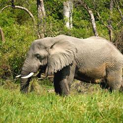 Afrikanischer Savannenelefant am Flussufer 🐘