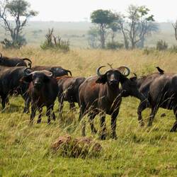 Afrikanische Büffel 🐃