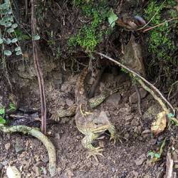 Tuatara