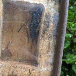 Weta