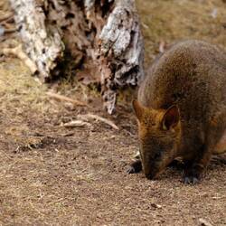 Quokka