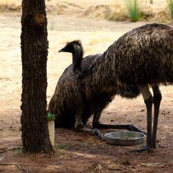 Emus