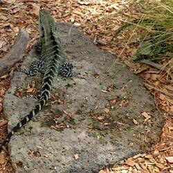 Australische Wasseragamen