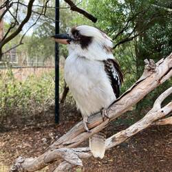 Jägerliest/ Lachender Hans (engl. immer noch am besten: Laughing Kookaburra)