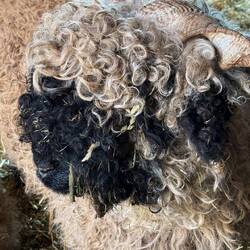 Wo hier wohl die Augen sind.