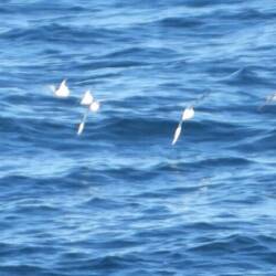 Birds in line