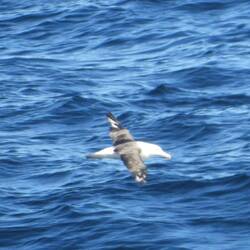 Albatros in flight about half a mile away