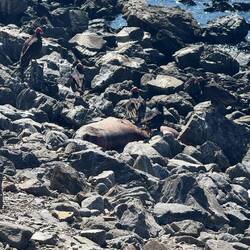 Leiche einer Ohrenrobbe