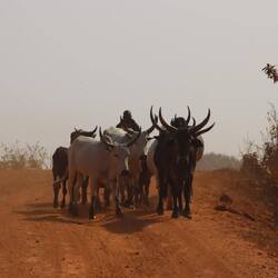 Auch heute immer wieder Rinderherden