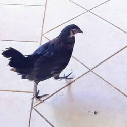 Chicken roaming around departure lounge