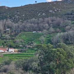 Landwirtschaft in Terassenform