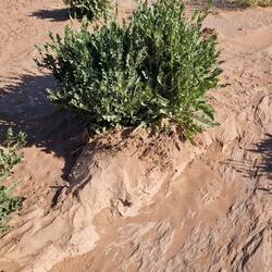 Wüstenrucula, sehr lecker 😋