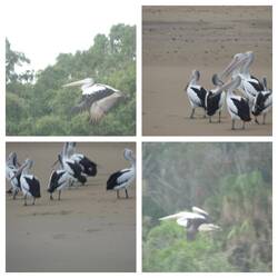 Pelikane. Der Vogel hat gute 2m Spannweite