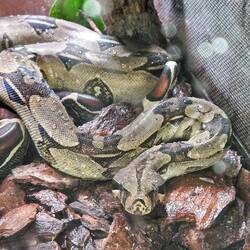 Boa constrictor, MUSA