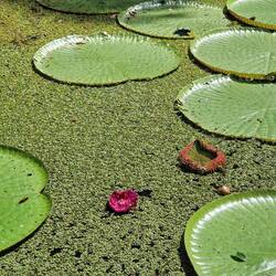 Amazonas-Riesenseerose, MUSA