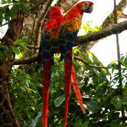 Scarlet Macaw