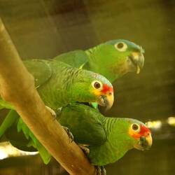 Parrots