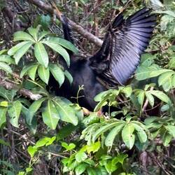 Schlangenhalsvogel