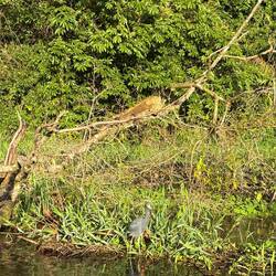 Leguan und Blaureiher