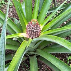 Ananas
