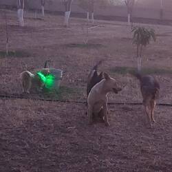 Die Hundegang u d Dorli mittendrin