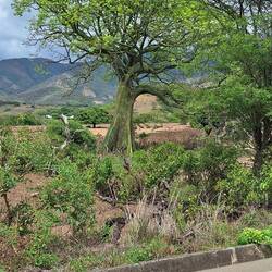 Die Stämme der Bäume sind grün.