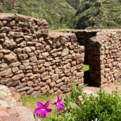 Und hier? Was für eine Blume.