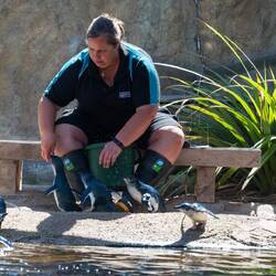 Utfodring av små pingviner