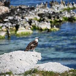 australischer Turmfalke