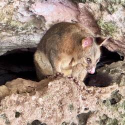 Possum