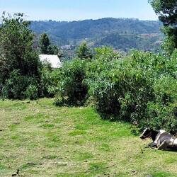 View en route to Ooty