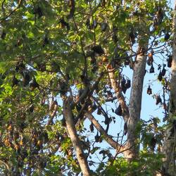 Giant fruit bats nesting next to the Royal Residence