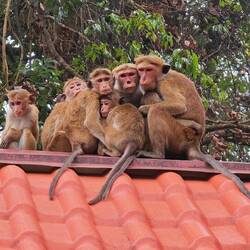Eine Affen-Familie beobachtet vom Dach aus das Treiben... 🐒