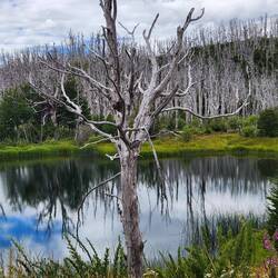 These trees were decimated by volcanic ash in 2011. Ghostly.