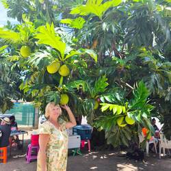 Brotfruchtbaum,die hier prächtig gedeihen