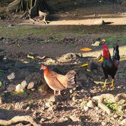 Wildes Geflügel fressen die giftigen Tausendfüßler im Gras.