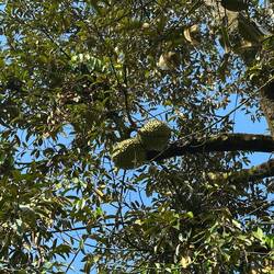 Durian fruit-these are worth some money. Apparently Durian smells awful.