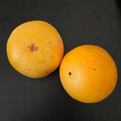 Two fresh picked grapefruits