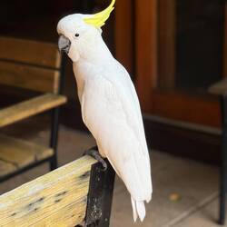 A cheeky cockatoo