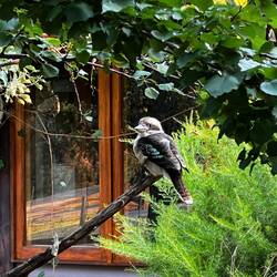 The kookaburra - funny as that, most birds are called after the sound they make