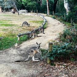 Kangaroos paving the way